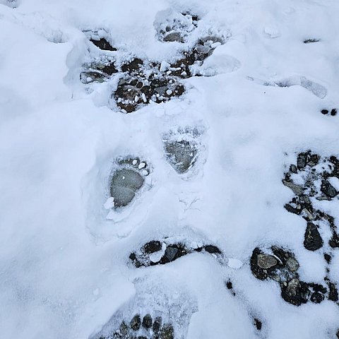Bärenspuren im Schnee