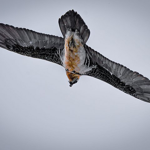 Bartgeier im Flug